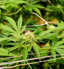 Cannabis PLANT on an Indoor grow facility farm