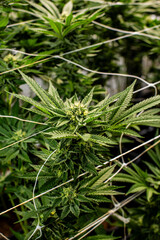 Cannabis PLANT on an Indoor grow facility farm