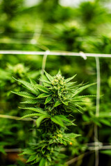 Cannabis PLANT on an Indoor grow facility farm