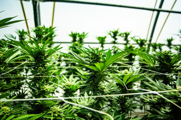 Naklejka premium Cannabis PLANT on an Indoor grow facility farm