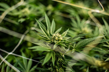 Cannabis PLANT on an Indoor grow facility farm