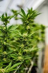 Cannabis PLANT on an Indoor grow facility farm