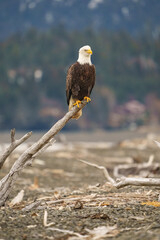 Portrait of Alaskan Eagle Perching on Wood