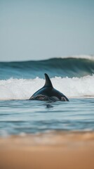 Naklejka premium Oceanic Serenity: Orca's Dorsal Fin Emerging from Coastal Waves