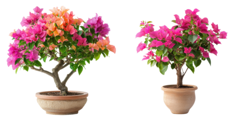 Vibrant Bougainvillea Plants in Decorative Pots for Home Decor