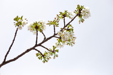 Branches of sakura flowers, cherry blossom