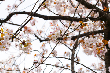 Branches of sakura flowers, cherry blossom