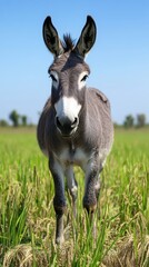 Portrait of a Donkey in a Rice Paddy Field