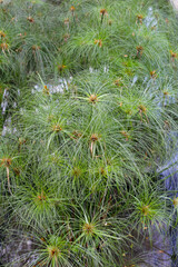 Egyptian papyrus water plant in the pond