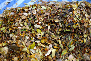 Brown dried leaves of rain tree. Dried leaves for composting