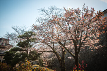 Pink Sakura full bloom at Himeji castle. The most beautiful flower and great ancient, heritage castle in Japan.
