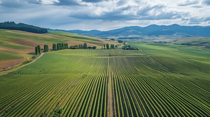 Fototapeta premium Aerial View of Lush Vineyard in Rolling Hills