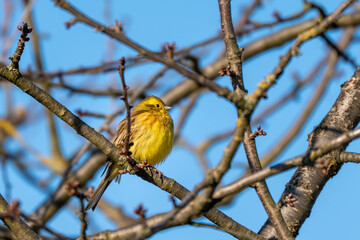 A yellow siskin sits on a branch against the blue sky. The branch is green and brown. The sky is blue
