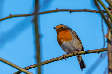A small robin bird sits on a branch against the blue sky. A robin bird on a branch.