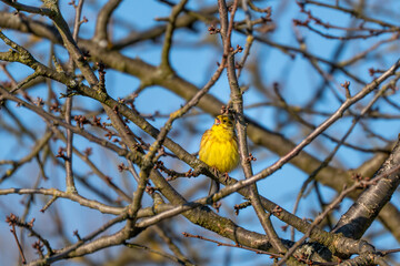 A yellow siskin sits on a branch with its beak open. The branch is covered in leaves and twigs. The sky is blue and clear