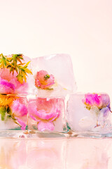 Stunning close-up of pink and yellow flowers frozen inside ice cubes. Beautiful and refreshing aesthetic, perfect for various design projects