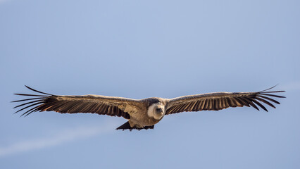 Griffon vulture in flight over the Caire rock, Provence 
