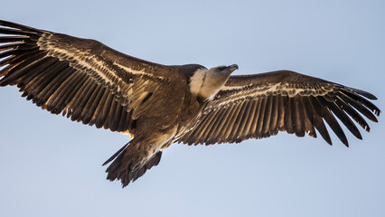 Griffon vulture in flight over the Caire rock, Provence 