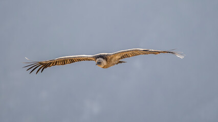 Griffon vulture in flight over the Caire rock, Provence 