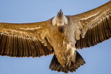 Portrait of a griffon vulture in flight in the Provence sky
