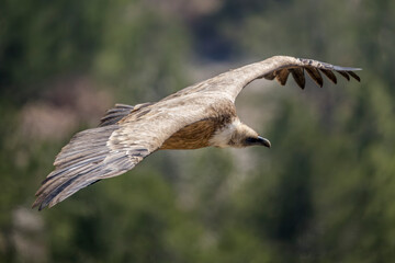 Griffon vulture in flight over the Caire rock, Provence 