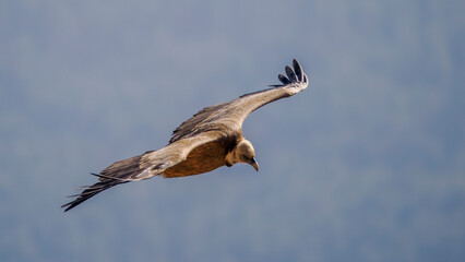 Griffon vulture in flight over the Caire rock, Provence 
