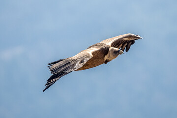 Griffon vulture in the Provence sky, Remuzat