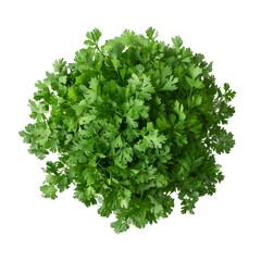 Obraz premium Fresh cilantro bunch isolated on transparent background, aromatic green herb.