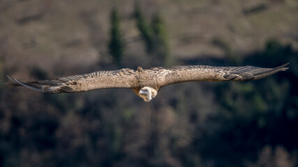 Griffon vulture in flight over the Caire rock, Provence 