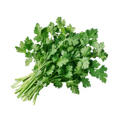 Fresh cilantro bunch isolated on transparent background, aromatic green herb.