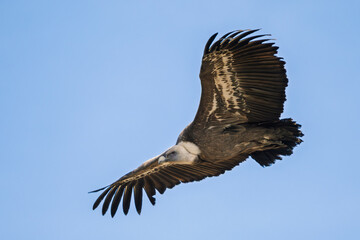 Griffon vulture in the Provence sky, Remuzat