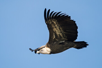 Griffon vulture in the Provence sky, Remuzat