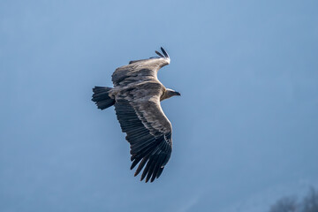 Griffon vulture in the Provence sky, Remuzat