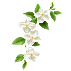 Fototapeta premium Jasmine Flower White Background on transparent background.