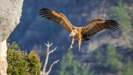 arrival of a griffon vulture on a cliff ledge at Caire rock, Provence
