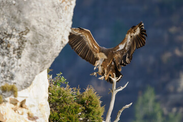 arrival of a griffon vulture on a cliff ledge at Caire rock, Provence