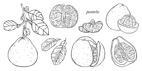Set of linear illustrations with different pomelo elements and leaves. Vector hand drawn illustration. For prints, textiles, stickers, gift wrap and more.