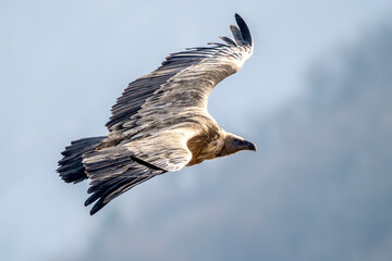 Griffon vulture in the Provence sky, Remuzat