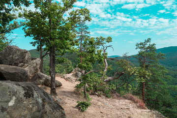 Fototapeta premium A withered tree on top of a hill in summer