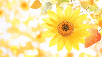 Obraz premium Autumn Sunflower Closeup, Blurred Background, Garden, Fall