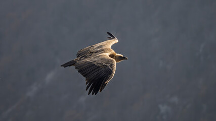 Griffon vulture in flight over the Caire rock, Provence 