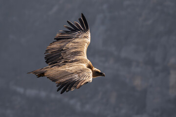 Griffon vulture in flight over the Caire rock, Provence 