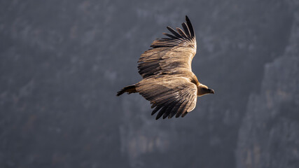Griffon vulture in flight over the Caire rock, Provence 
