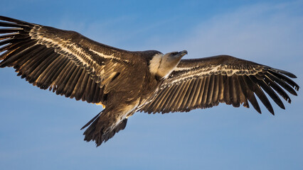 Griffon vulture in the Provence sky, Remuzat