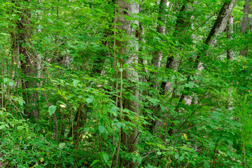 Fototapeta premium Green bushes in the forest in summer