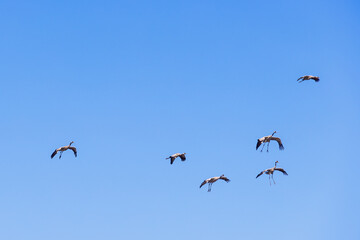 Flock of flying cranes on a blue sky