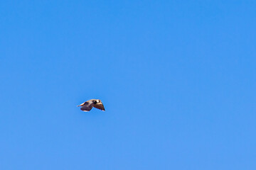 Northern lapwing flying on the blue sky