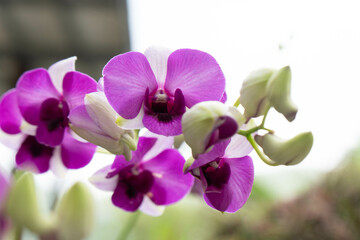 Fuchsia orchids are displayed in full bloom, showcasing delicate petals in Thailand's atmosphere.