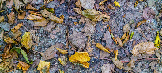Fallen yellowed leaves on the ground
