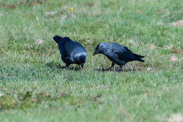 Dohlen im Herbst bei der Futtersuche	